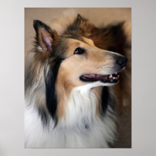 Collie Poster
