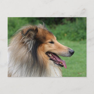 Collie Postkarte