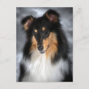 Collie Postkarte