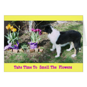 Collie Pup/Tulips Prenez Le Temps 2 Sentez Les Fle