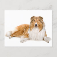 Collie Puppy Dog Grußkarte