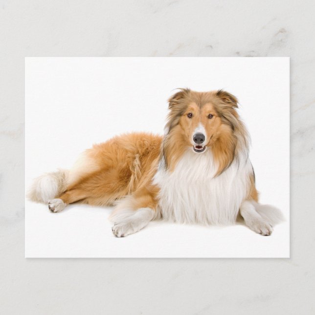 Collie Puppy Dog Grußkarte Postkarte (Vorderseite)