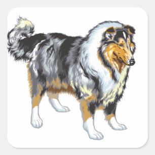 Collie Quadratischer Aufkleber