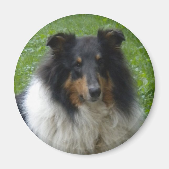 Collie -Tri-Magnet Magnet (Vorne)
