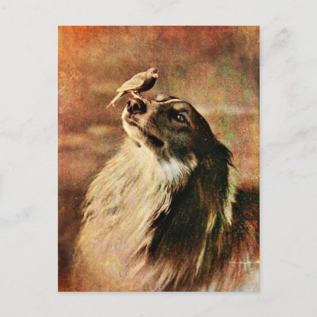 Collie und Birdie Postkarte (Vorderseite)