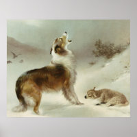 Collie und Schaf