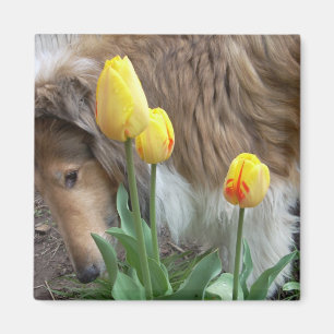Collie und Tulpen Magnet