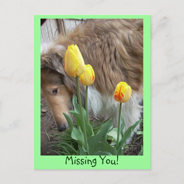 Collie, Vermisst du! Postkarte (Vorderseite)