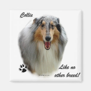 Collie wie keine andere Rasse Magnet