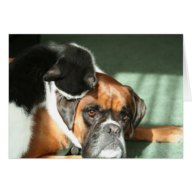 Collier de chats (Devant horizontal)