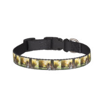Collier de chien Sheltie