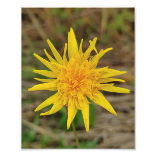 Collier photo Kodak Professional Photo Paper (Sati
