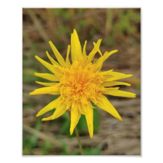 Collier photo Kodak Professional Photo Paper (Sati