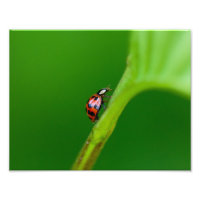 Collier photo Kodak Professional Photo Paper (Sati
