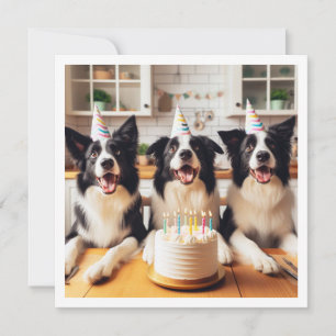Collies frontalières, Carte d'anniversaire de chie