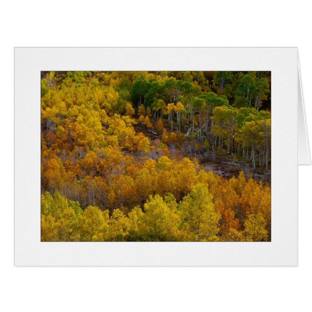 "Colline d'arbre d'Aspen" (Devant horizontal)
