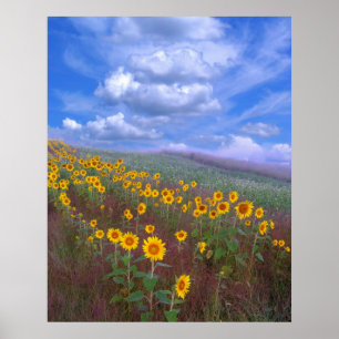 Colline de tournesol, affiche