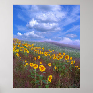 Colline de tournesol, poster