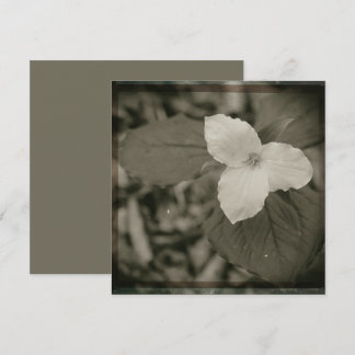 Collodion-Filter für Frühlings-Trillium Mitteilungskarte