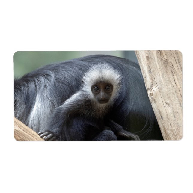 Colobus polykomos (Vorne)