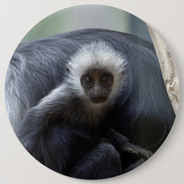 Colobus polykomos button (Vorderseite)