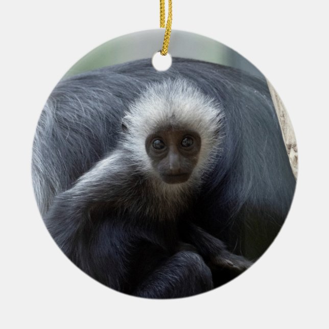 Colobus polykomos keramik ornament (Vorne)