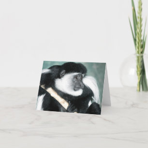Colobus Ricci Card Karte