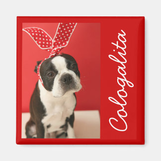 Cologalita Usamimi Magnets