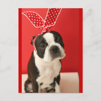 Cologalita Usamimi Postcards Postkarte