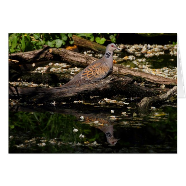 colombe européenne (Devant horizontal)