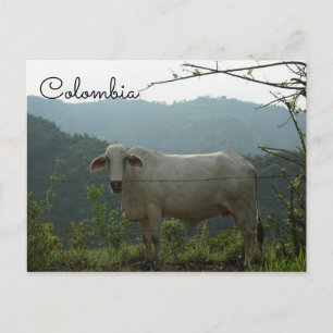 Colombie drôle de carte postale de vache