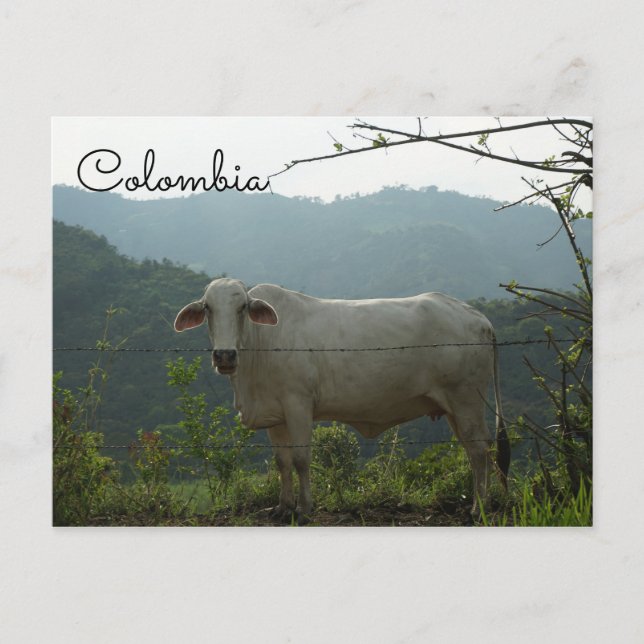 Colombie drôle de carte postale de vache (Devant)