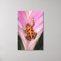 Colon Isle Dart Frog, Oophaga pumilio