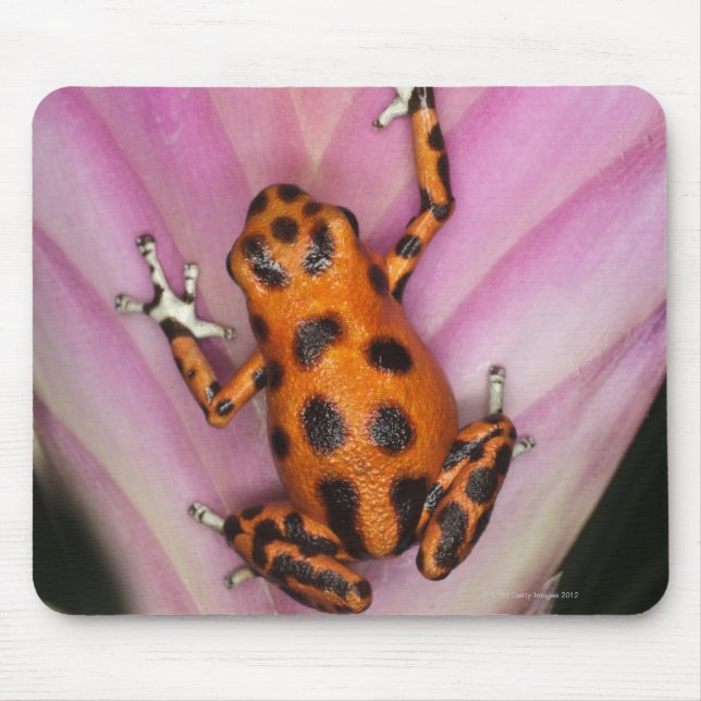 Colon Isle Dart Frog, Oophaga pumilio Mousepad (Vorne)