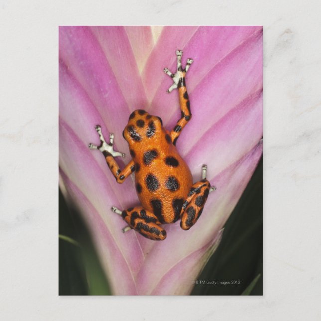 Colon Isle Dart Frog, Oophaga pumilio Postkarte (Vorderseite)