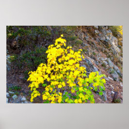 Colonnes d'automne 1 affiche