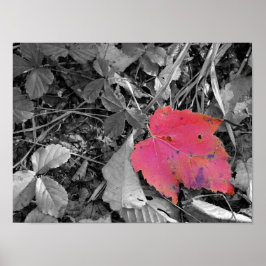Color Pop Red Leaf Poster