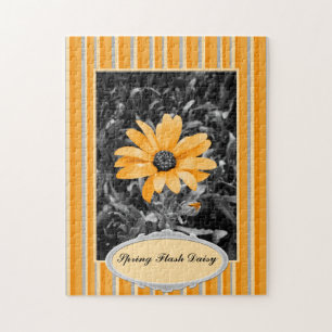 Color Splash Spring Flash African Daisy Foto