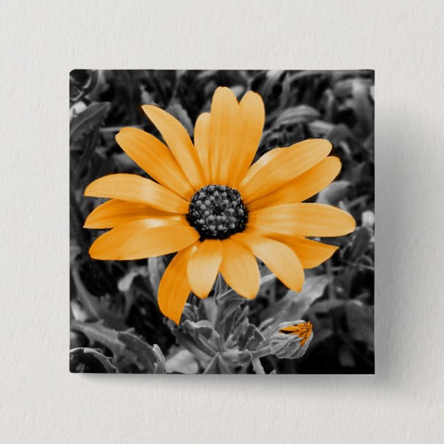 Color Splash Spring Flash African Daisy Fotografie Button (Vorderseite)