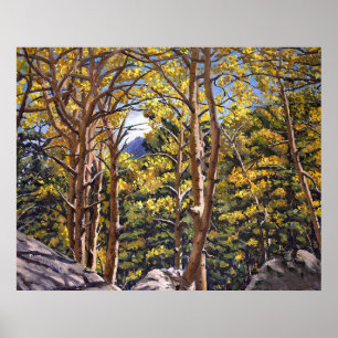 Colorado-Aspen im herrlichen Herbstglanz Poster