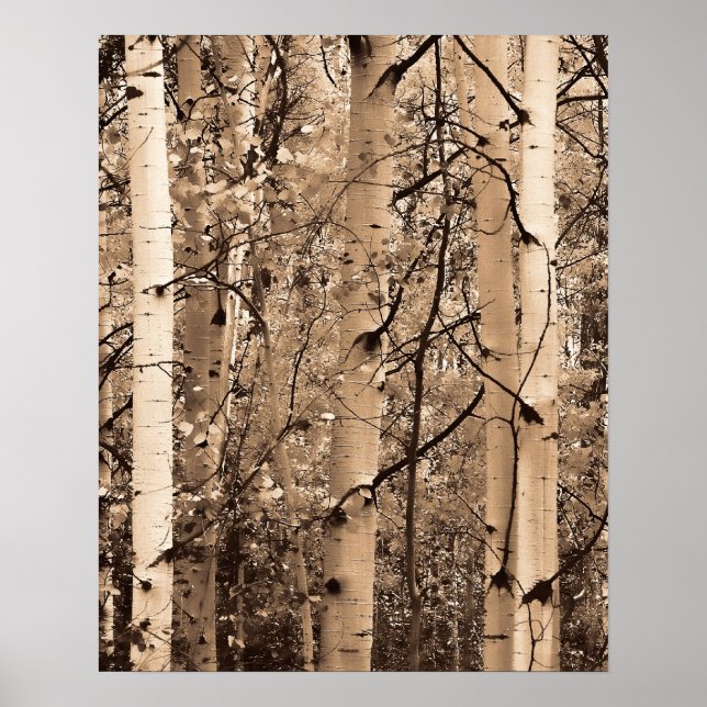 Colorado Aspens Poster (Vorne)