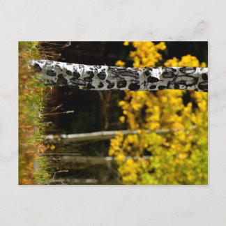 Colorado Aspens Postkarte