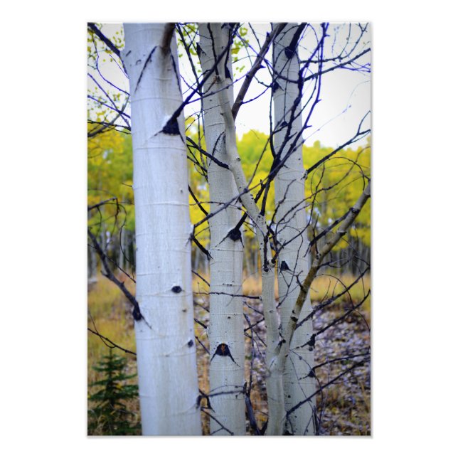 Colorado Birch Trees Fotodruck (Vorne)