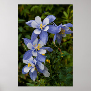 Colorado Blaue Akelei nahe Telluride Colorado Poster