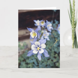Colorado Blue Columbine Karte