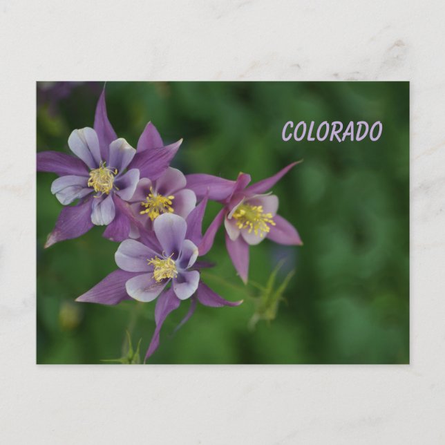 Colorado Blue Columbine Postkarte (Vorderseite)