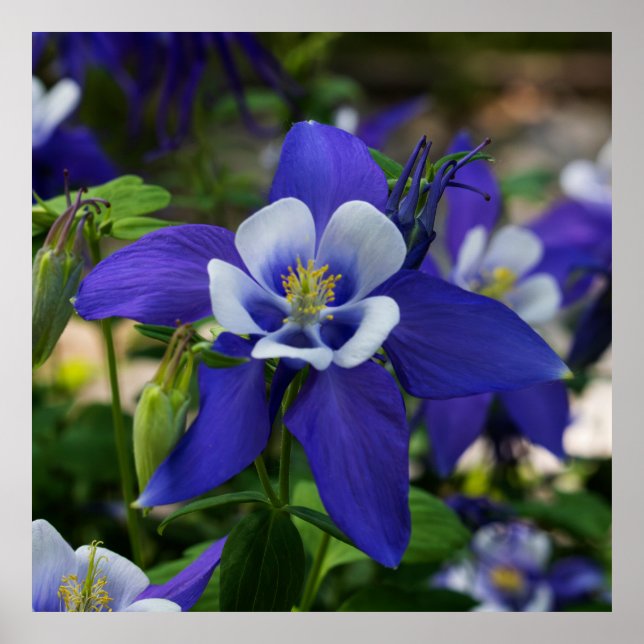 Colorado Blue Poster (Vorne)