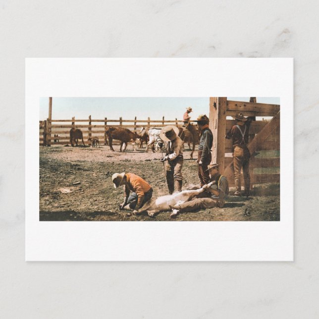 Colorado Branding 1904 Postkarte (Vorderseite)