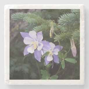 Colorado Columbine 4"x4" Untersetzer aus Marmor