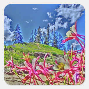 Colorado Columbine Blume Aufkleber